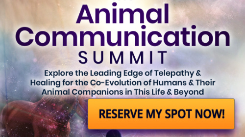 Animal Communication Summit