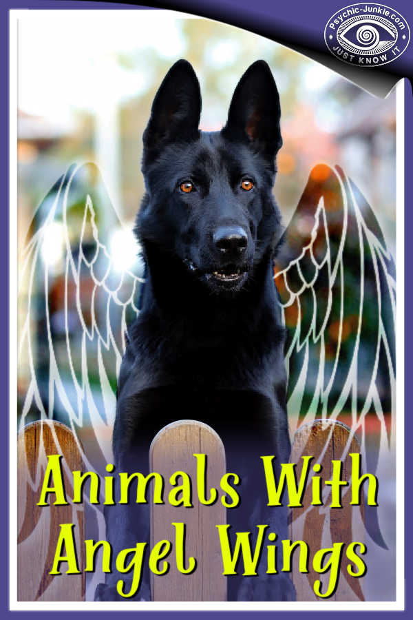 Animals with angel wings - Blackie the German shepherd dog.