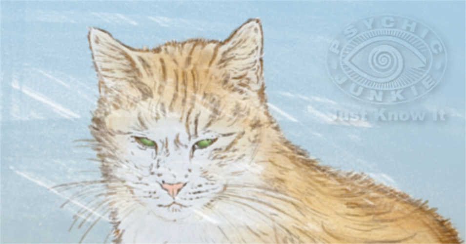 My Cat Helped Me Develop My Mediumship Abilities - 