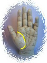 What does the life line mean on your palm?