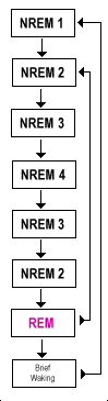 While in REM sleep mode we are able to dream lucidly.